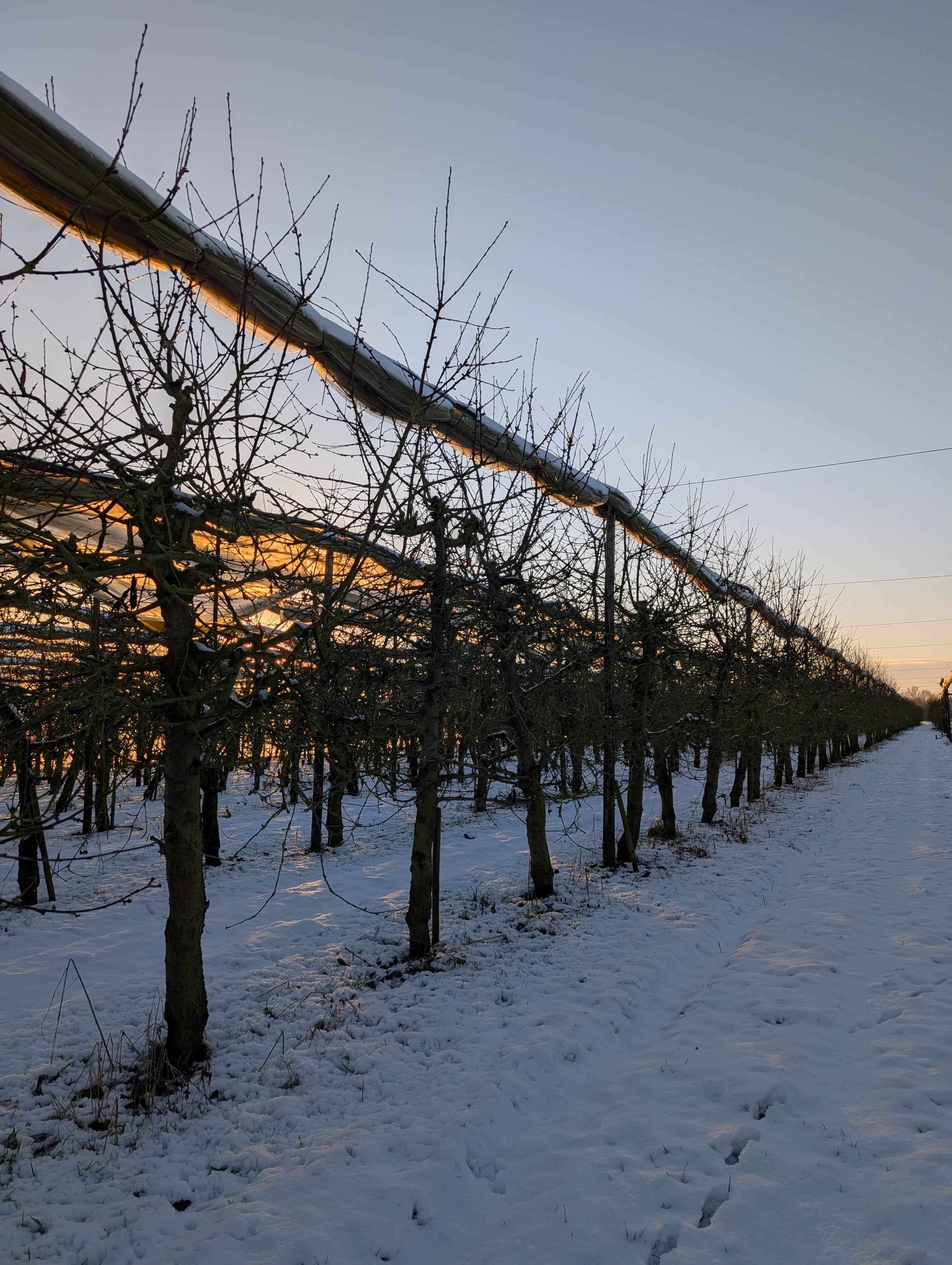 De boomgaard in de winter.